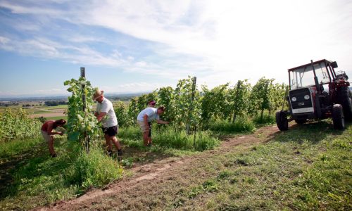 Weinbaubetrieb Leo Gmeiner